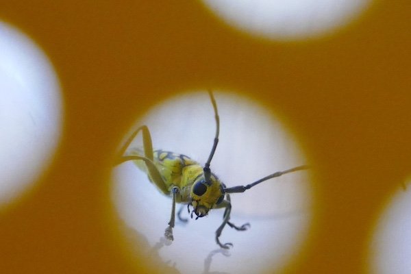 Parution du n° 33 de la revue Projets de Paysage – « Faire société(s) avec les animaux pour/par le paysage : constats, actions, perpectives »